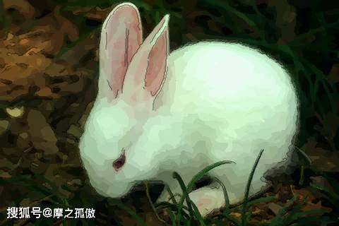 2026年属兔女性财运如何，运势怎样？