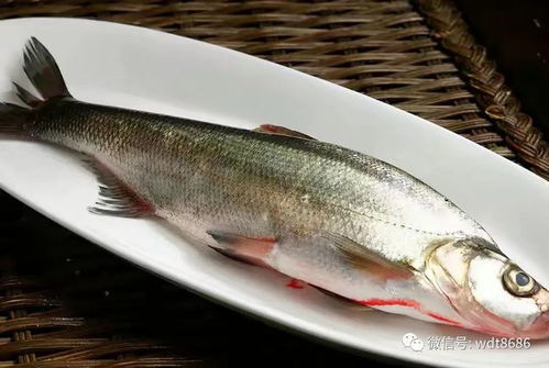 梦见老公在捉鱼和泥鳅，这代表着什么含义呢？