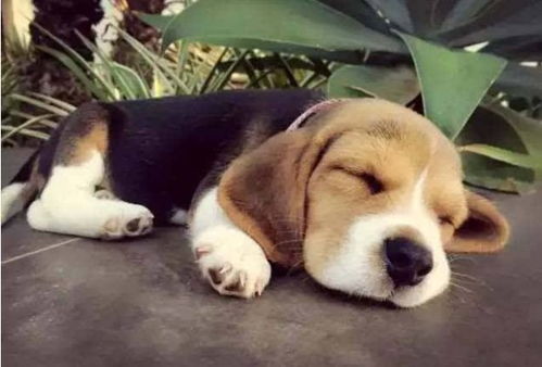 3. 游玩体验？累成狗！