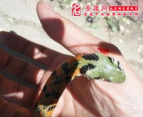 梦见蛇追着咬我是什么预兆，这梦境有什么特殊含义吗？