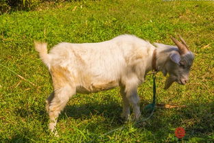 属羊和属马的婚姻是否匹配，有没有科学依据或传统说法支持？
