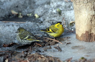 黄雀鸣叫的多样性：一种生物交流的复杂系统
