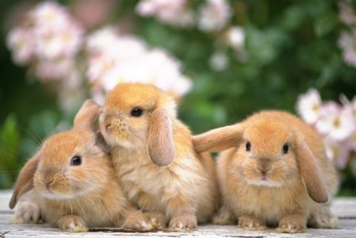 1975年出生的兔女在2026年每个月的运势如何？