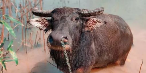 震惊！属牛人这辈子不去这3个城市就亏大了！