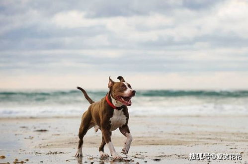 属狗人农历9月24日运势如何，以及农历12月整体运势怎样？