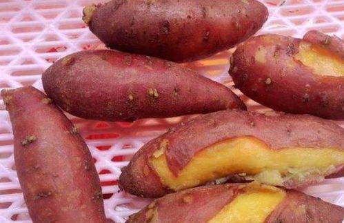 孕妇梦见山芋必生男孩？呵呵哒