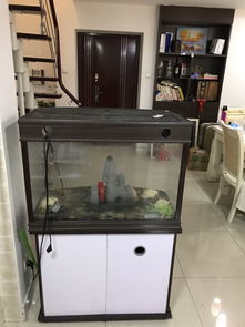 公司大门正对鱼缸，入门鱼缸位置是否吉利，有何影响？