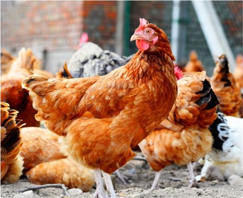 1981年属鸡的人2026年运势如何变化？