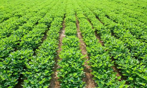 在林地种植柏树时是否需要考虑风水问题？