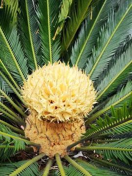 铁树开花属何生肖？最准确的开花生肖是什么生肖？