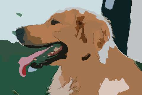 属狗每个月的运势如何变化？