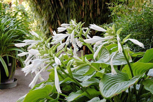 三、兰花：高雅君子的事业催化剂