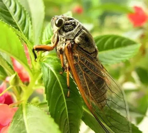 风水蝉的象征意义及其文化渊源