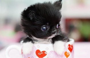 八字算命中鸡犬相闻和鸡犬不相闻分别指什么？