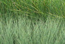 卧槽！关于梦见草啊青草啊割草啊这些破事儿的瞎jb解析