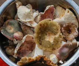 家里长菌子或蛆对风水有影响吗？