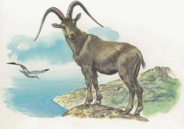 2026年属羊女性7月份运势及全年每月运势分析具体内容是什么？