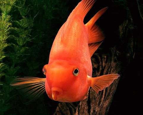 风水鱼可依随意挑选品种和数量来养吗？