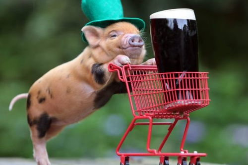 1995年属猪女性转运时，最旺的吉祥物是什么？