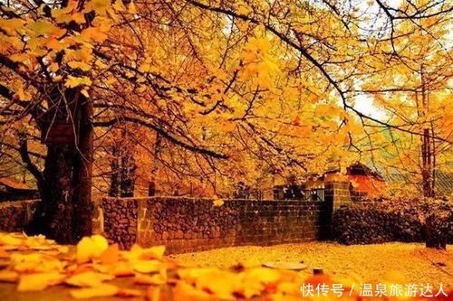 云南腾冲银杏村