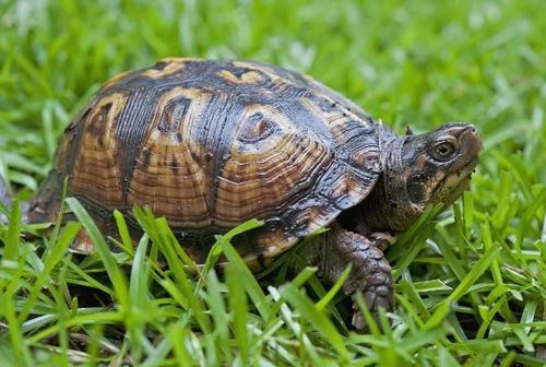 梦见鱼是吉兆还是凶兆呢？