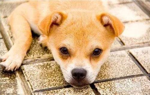 一、 犬只夜间失眠常见诱因概述