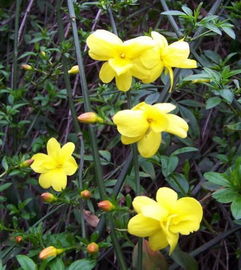 山竹花的文昌作用：思维敏捷与智慧启迪