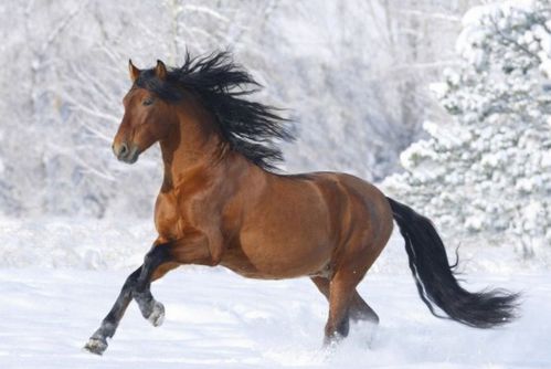 66年属马的人2026年运势如何，哪个月出生的人运势最佳？