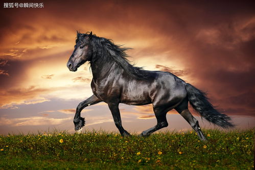 2002年属马的生肖命理具体是哪种命？