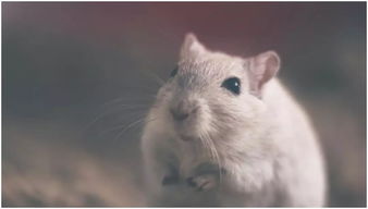 属鼠的人适合挂什么颜色的窗帘？这颜色对运势有影响吗？