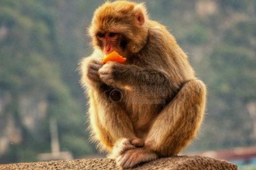 2026年属猴运势完整版具体内容是什么？