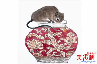 2019年属猪的女孩起名宜用字有哪些，有没有什么忒别推荐的字可依参考？