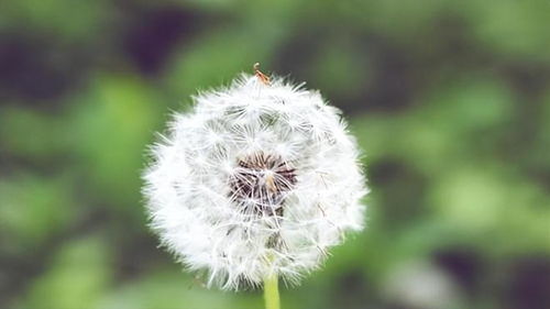 二、  丰收的隐喻：吉祥与富贵的象征