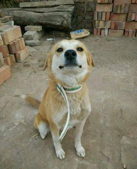 家门口来一群狗，如何通过招财狗改善风水，带来好运？