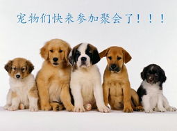 犬年之忠诚：真挚热忱 “ 珊 ” 字温馨