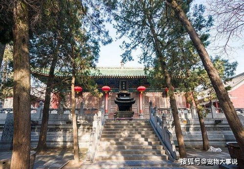 ：扫地僧之谜的学术探讨