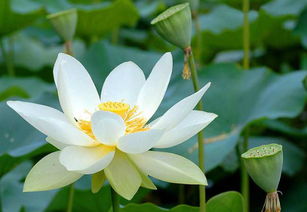 家中养睡莲有哪些风水意义和禁忌需要注意？