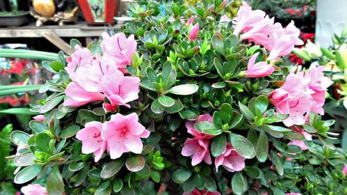 总论：吉利花与杜鹃花的风水益处及其文化根源