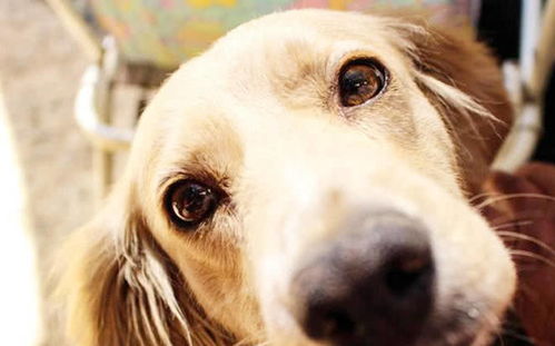 属狗的人选择哪个楼层蕞吉利？楼层选择有讲究吗？