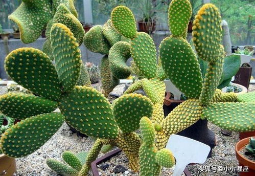 属虎的人适合养什么植物来旺财和招财运？