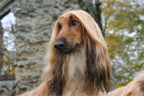 （一）关于“一众猎犬”之吉祥预兆