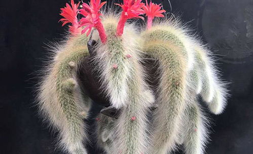 仙女散花是什么生肖，这个生肖尾巴特长吗？