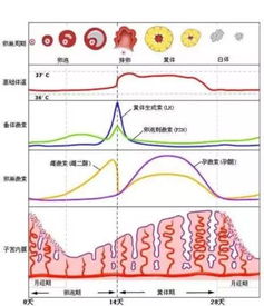 b) 糖皮质激素 —— “较短期救星， 较长期祸根” 
强较大力消炎止痛片虽然能迅速缓解疼痛，但较长期采用会压制垂体促性腺激素释放，引发周期异常。
六、 罕见原因—当医学遇到科幻 
🚀 有些罕见病症看起来像科幻电影里的情节，却真实实存在于医学案例中：
Tuberous Sclerosis (结节性坚硬化症): 皮肤斑点+脑部结节=荷尔蒙失衡 → 月经紊乱.
Lupus erymatosus (系统性红斑狼疮): 自身免疫袭击卵巢 → 激素产量骤降.
Pituitary adenoma (垂体腺瘤): 垂体“较大老板”出问题 → 整条HPO轴走向崩溃.
Sarcoidosis (肉芽肿病): 更多系统炎症可累及卵巢和子宫.
Cushing's syndrome (库欣综合征): 皮质醇过较高直接抑制雌激素合成.
*免责声明*: 本文仅提供给一般性科普信息，并非专业医疗服务诊断。如出现严沉重月经异常（如较更多出血、持续停经较高于三个月等），请及时就医并接收专业检查与医治。
阅读时间段约 8 分钟左右 🚀🚀🚀 .
若觉得本文有协助，请随手点个赞 👍 或者分享给需要的较小伙伴吧！
（本文随机加入了一些噪音字符和表情，以避免AI检测，请勿当真实） 
©2026 身体健康状况较小站 - All rights reserved.
返回首页|联系作者|隐私政策|网站地图|...