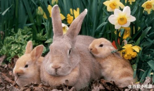 2026年属兔女性在爱情方面会有怎样的表现或经历？