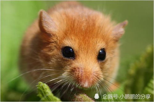 2008年出生属鼠的人命运如何，为何被认为命好？