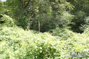 这破名儿有啥毛病？