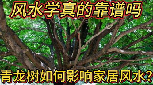 风水学视角下的树木影响