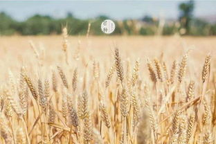 三、 民政局工作安排及实际办理流程的时间效应分析