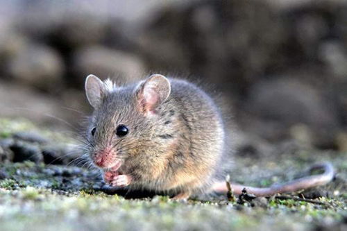 请问哪些年份出生的人属鼠？