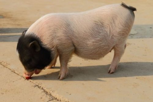 2026年1月属猪黄道吉日出生的日子有哪些？属猪2026年事业运势如何？